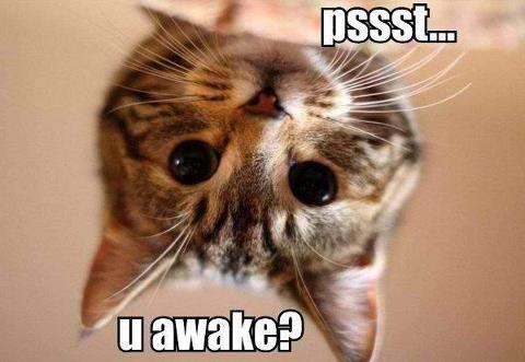 cat awake